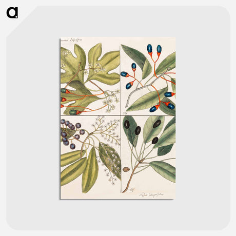 アートポストカード-Carolina Flora
 - マーク ケイツビー Postcard.