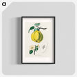 アートポスター-Quince Illustration
 - 薬用植物学 Poster.