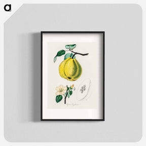 アートポスター-Quince Illustration
 - 薬用植物学 Poster.