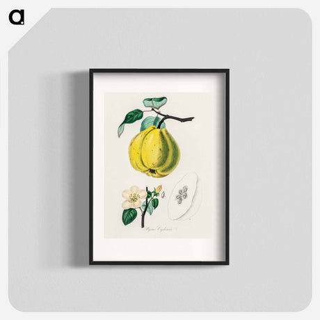 アートポスター-Quince Illustration
 - 薬用植物学 Poster.
