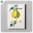 アートパネル-Quince Illustration
 - 薬用植物学 Canvas.