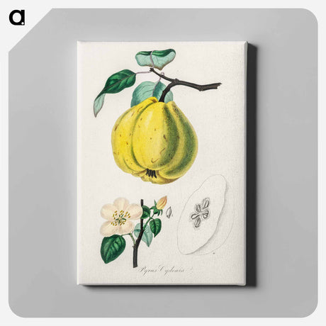 アートパネル-Quince Illustration
 - 薬用植物学 Canvas.