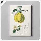 1-65_Medical-Botany_canvas