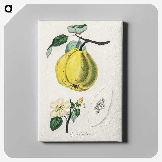 1-65_Medical-Botany_canvas