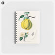 アートメモ帳-Quince Illustration
 - 薬用植物学 Memo.