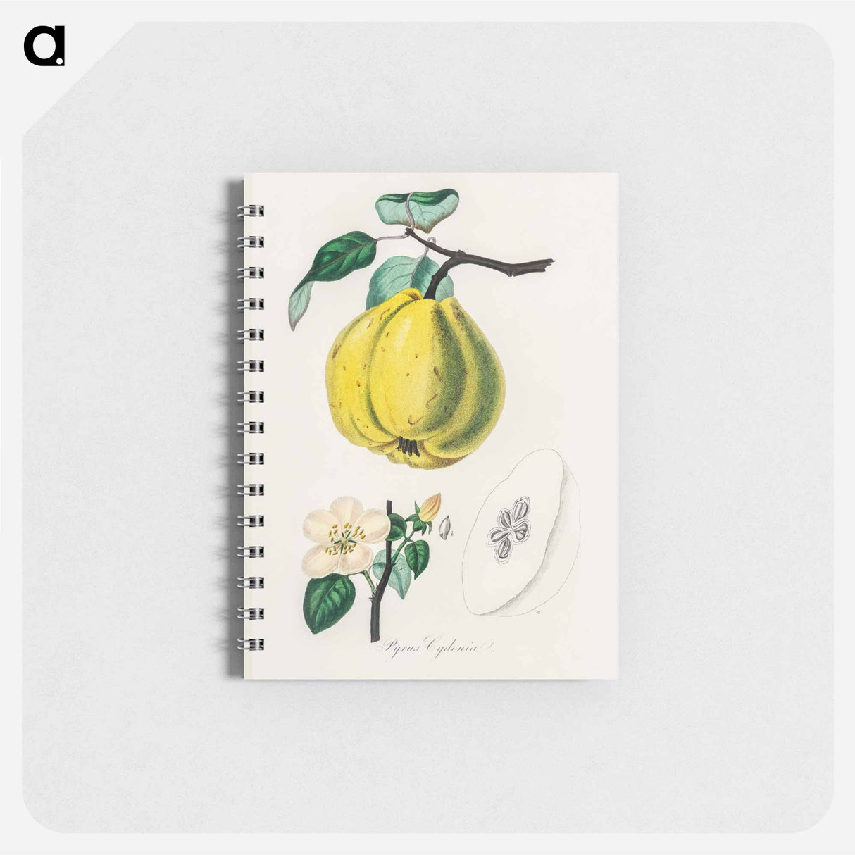 アートメモ帳-Quince Illustration
 - 薬用植物学 Memo.