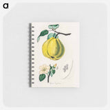 アートメモ帳-Quince Illustration
 - 薬用植物学 Memo.