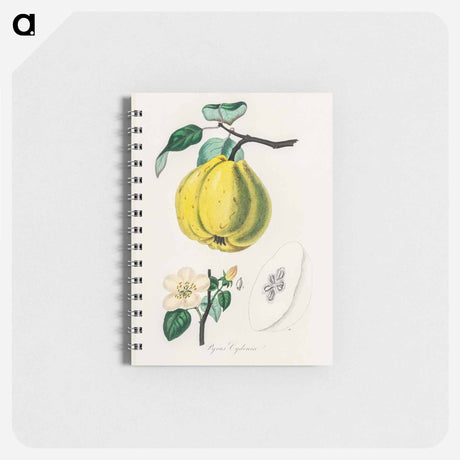 アートメモ帳-Quince Illustration
 - 薬用植物学 Memo.