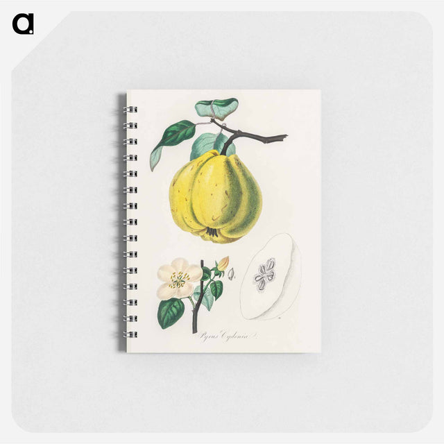 アートメモ帳-Quince Illustration
 - 薬用植物学 Memo.