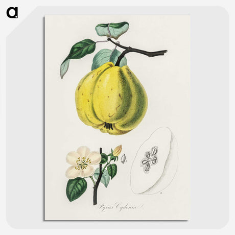 1-65_Medical-Botany_picture-crop