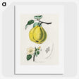 1-65_Medical-Botany_picture