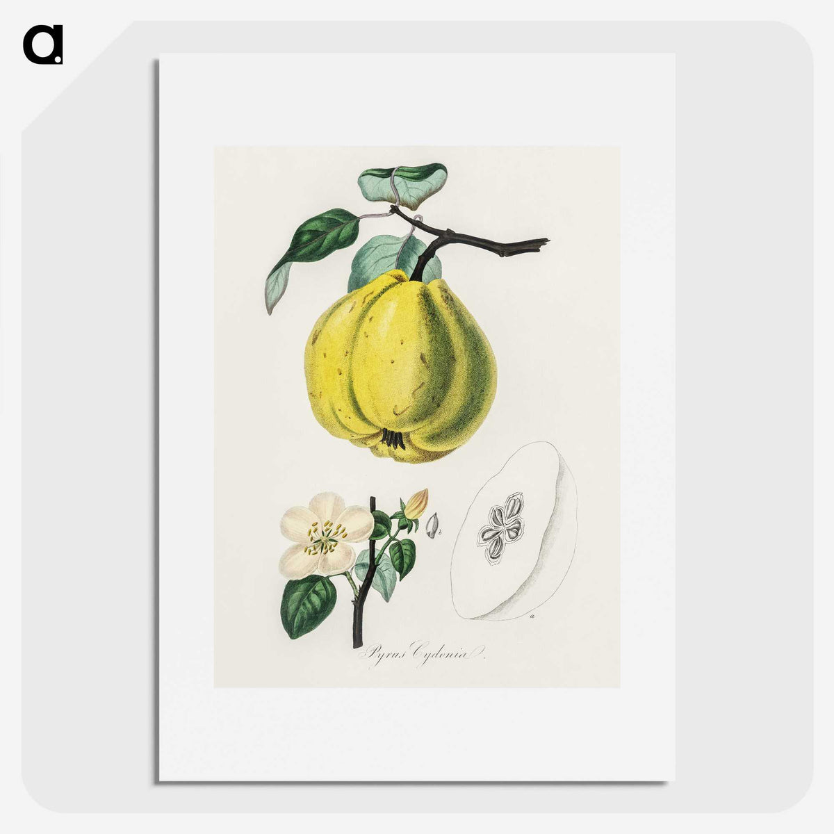 1-65_Medical-Botany_picture