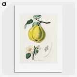 1-65_Medical-Botany_picture
