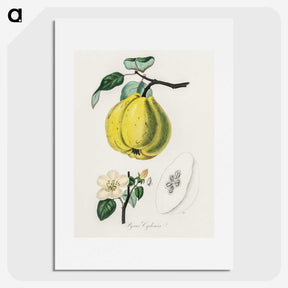 1-65_Medical-Botany_picture