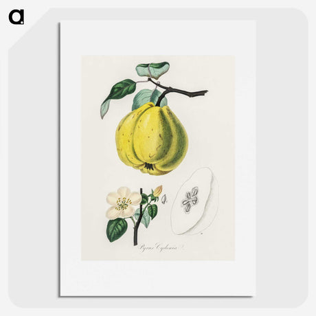 1-65_Medical-Botany_picture