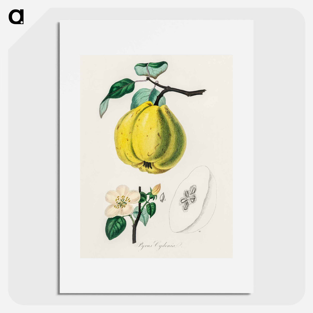 アートポスター-Quince Illustration
 - 薬用植物学 Poster.