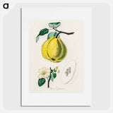 アートポスター-Quince Illustration
 - 薬用植物学 Poster.