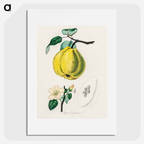アートポスター-Quince Illustration
 - 薬用植物学 Poster.