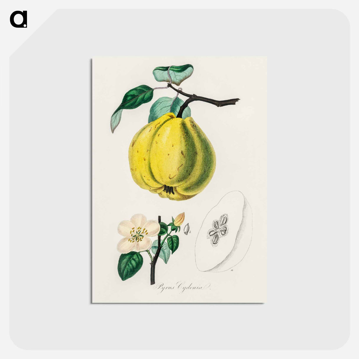 アートポストカード-Quince Illustration
 - 薬用植物学 Postcard.