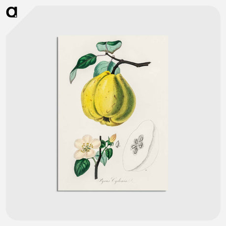 アートポストカード-Quince Illustration
 - 薬用植物学 Postcard.