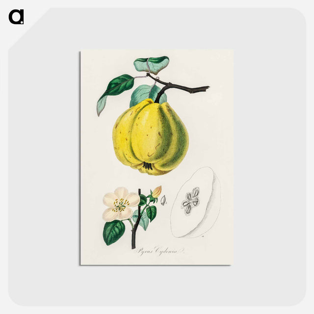 アートポストカード-Quince Illustration
 - 薬用植物学 Postcard.