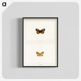 1-65_Moths-and-Butterflies-of-the-United-States_blk-crop