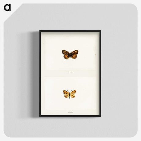 1-65_Moths-and-Butterflies-of-the-United-States_blk-crop