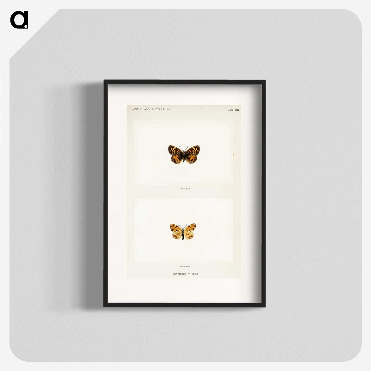 1-65_Moths-and-Butterflies-of-the-United-States_blk