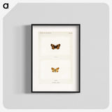1-65_Moths-and-Butterflies-of-the-United-States_blk