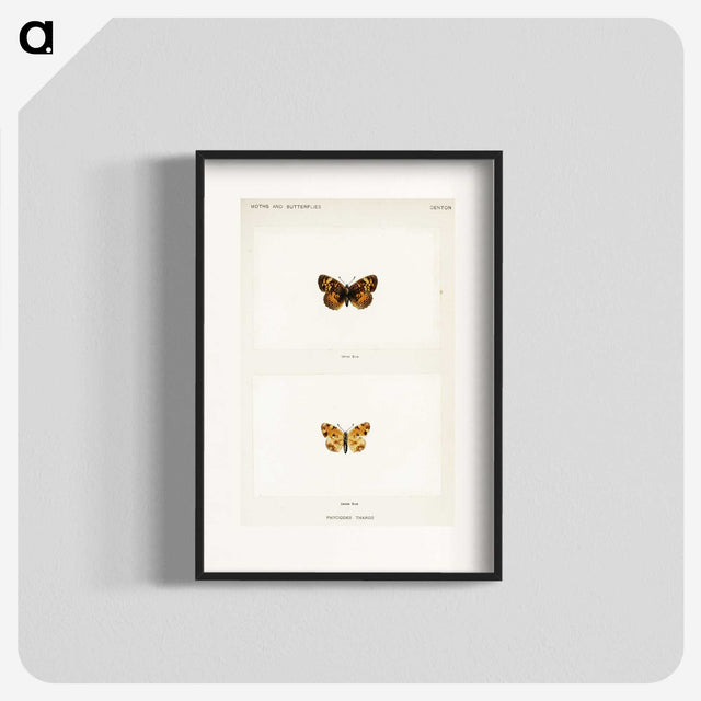 1-65_Moths-and-Butterflies-of-the-United-States_blk