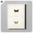 1-65_Moths-and-Butterflies-of-the-United-States_canvas