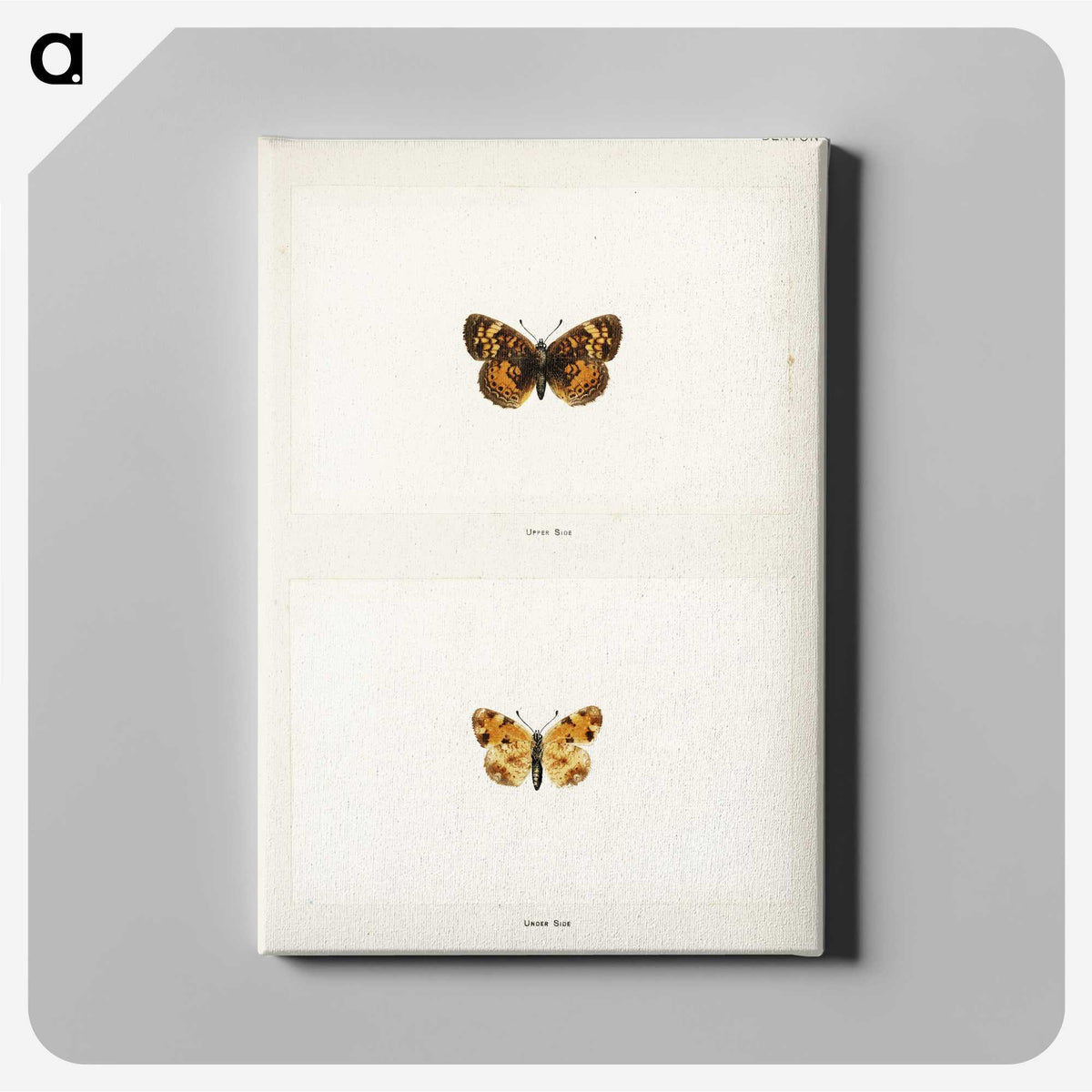 1-65_Moths-and-Butterflies-of-the-United-States_canvas