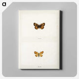 1-65_Moths-and-Butterflies-of-the-United-States_canvas