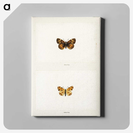 1-65_Moths-and-Butterflies-of-the-United-States_canvas