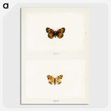 1-65_Moths-and-Butterflies-of-the-United-States_picture-crop