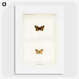 1-65_Moths-and-Butterflies-of-the-United-States_picture
