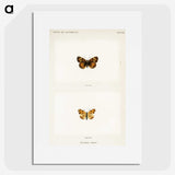 1-65_Moths-and-Butterflies-of-the-United-States_picture