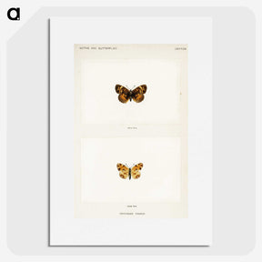1-65_Moths-and-Butterflies-of-the-United-States_picture