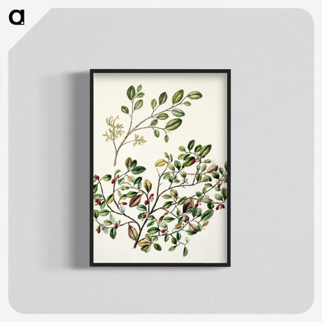 1-65_Native-Flowering-Plants-of-New-Zealand_blk-crop