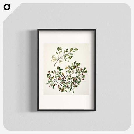 1-65_Native-Flowering-Plants-of-New-Zealand_blk
