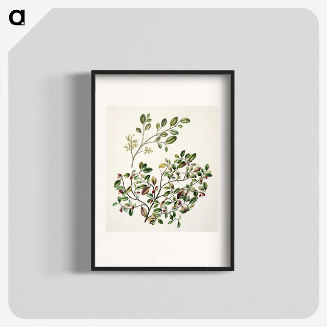 1-65_Native-Flowering-Plants-of-New-Zealand_blk