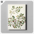 1-65_Native-Flowering-Plants-of-New-Zealand_canvas