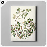 1-65_Native-Flowering-Plants-of-New-Zealand_canvas