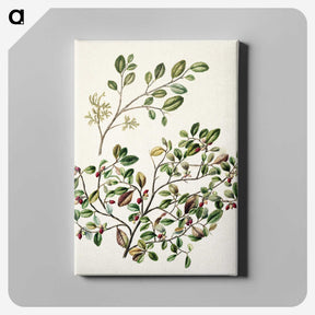 1-65_Native-Flowering-Plants-of-New-Zealand_canvas