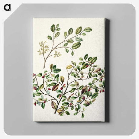 1-65_Native-Flowering-Plants-of-New-Zealand_canvas