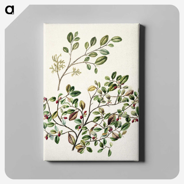 1-65_Native-Flowering-Plants-of-New-Zealand_canvas