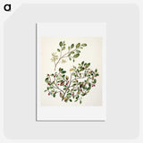 1-65_Native-Flowering-Plants-of-New-Zealand_hagaki