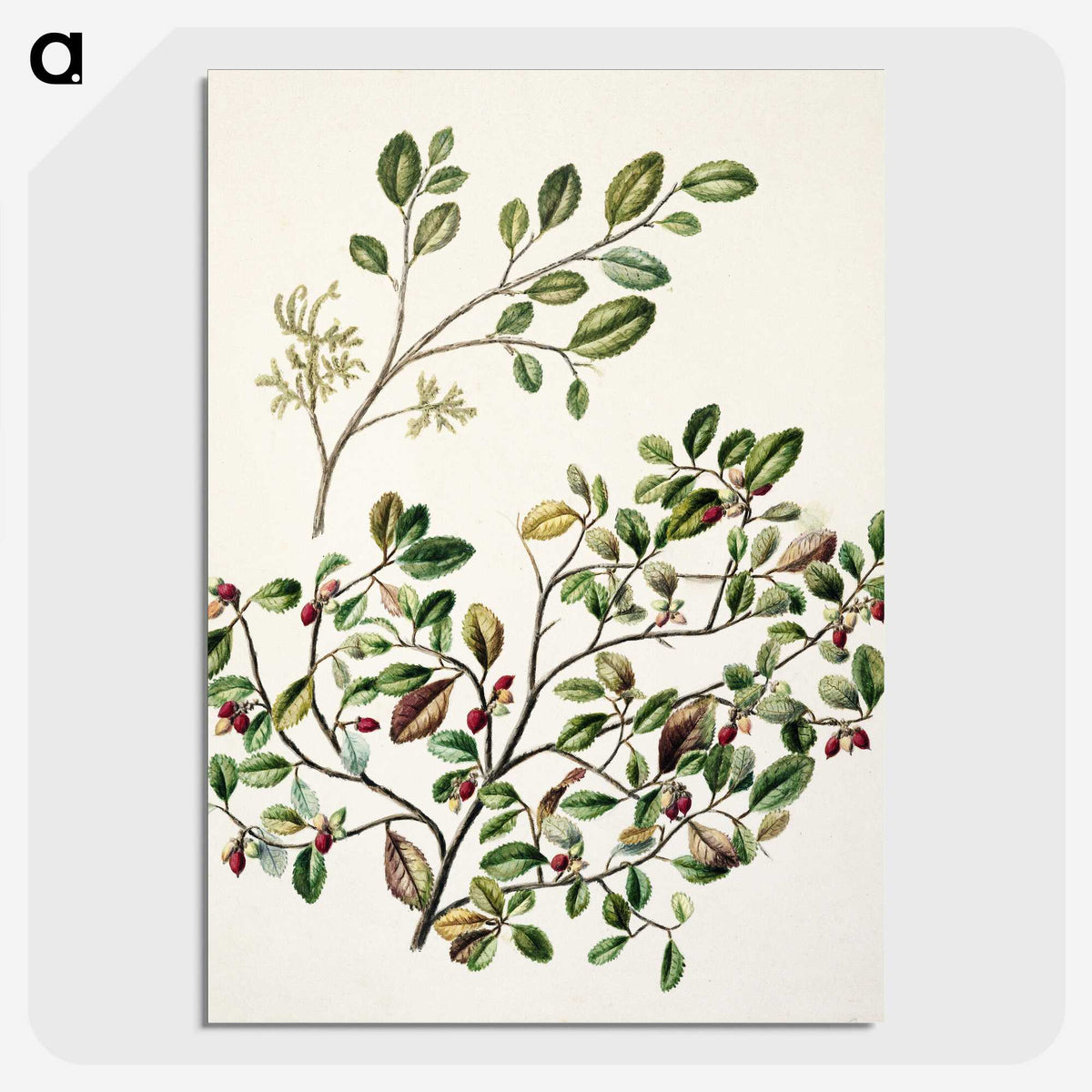 1-65_Native-Flowering-Plants-of-New-Zealand_picture-crop