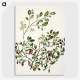 1-65_Native-Flowering-Plants-of-New-Zealand_picture-crop