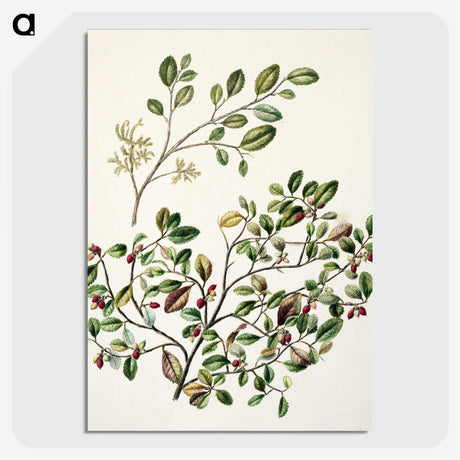 1-65_Native-Flowering-Plants-of-New-Zealand_picture-crop